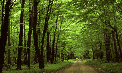 Green Living – A way of life